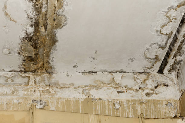 Water damage restoration mold remediation in High Rolls, NM