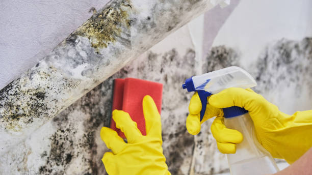 Best Mold removal after water damage  in High Rolls, NM